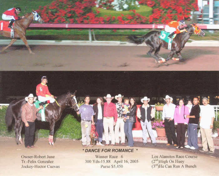 Custom Equine Design